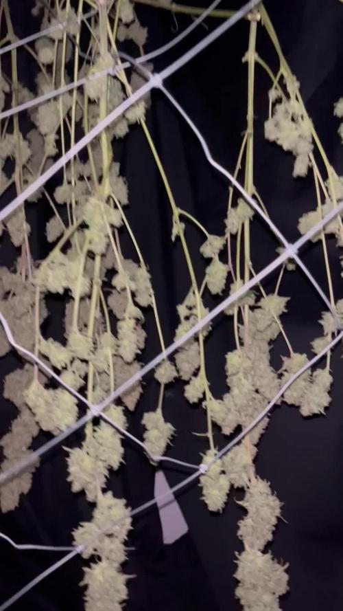 POLVORONES DE NARANJA