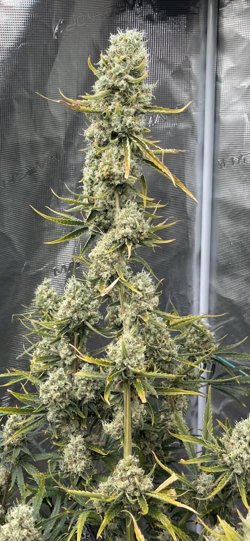 Future is here. Week 13