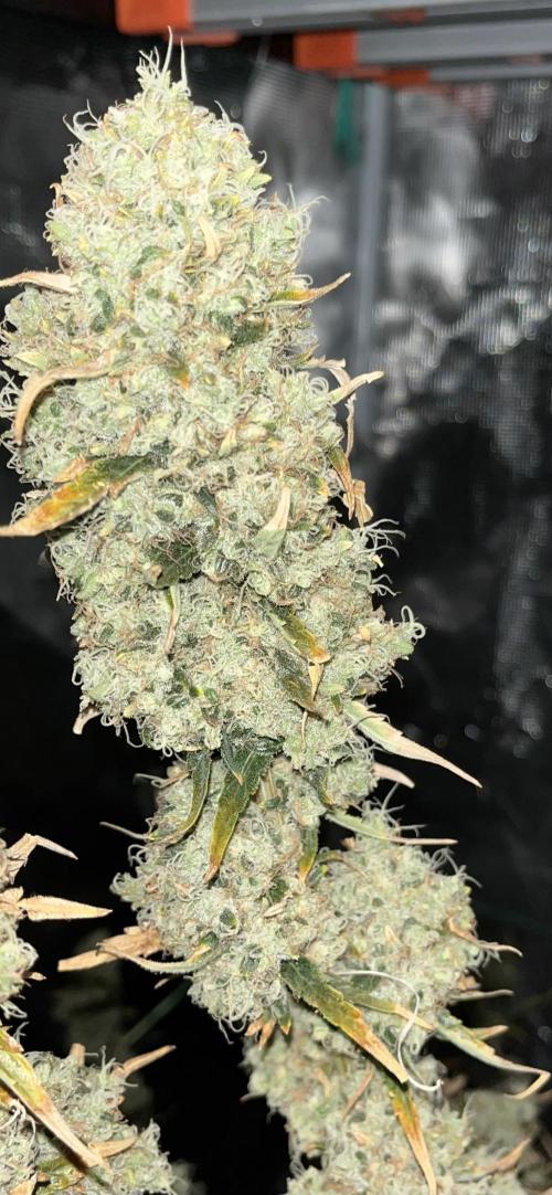 Future is here. Week 14