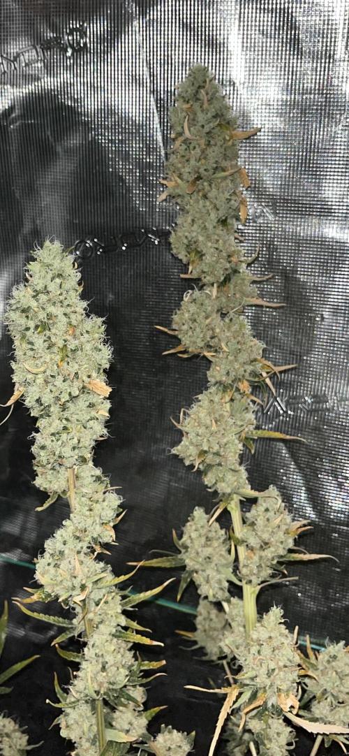 Future is here. Week 14