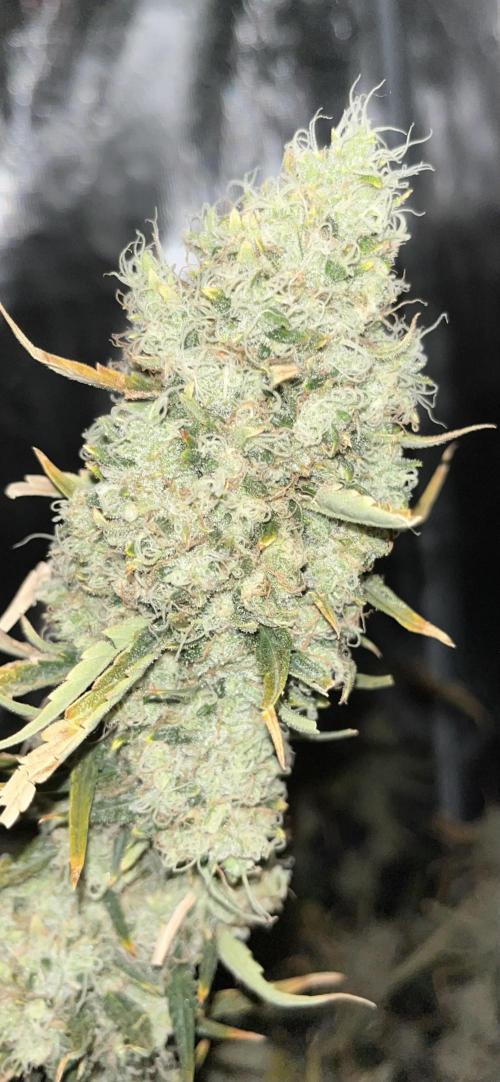 Future is here. Week 14