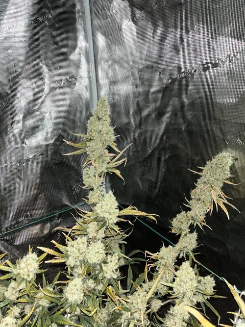 Future is here. Week 14