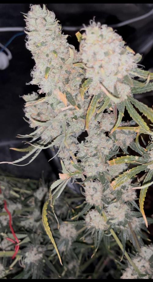 Future is here. Week 14