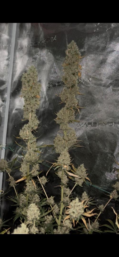 Future is here. Week 14