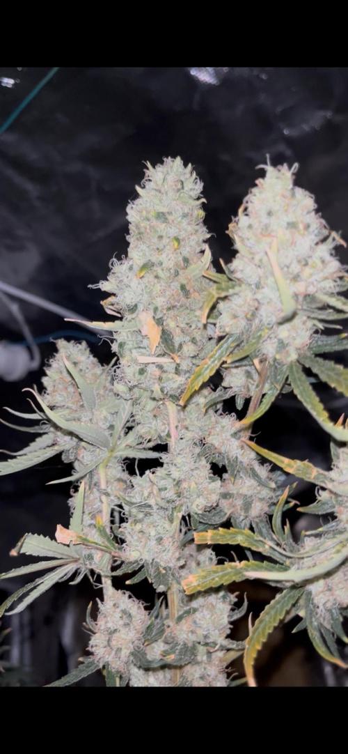 Future is here. Week 14