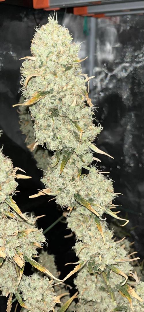 Future is here. Week 14