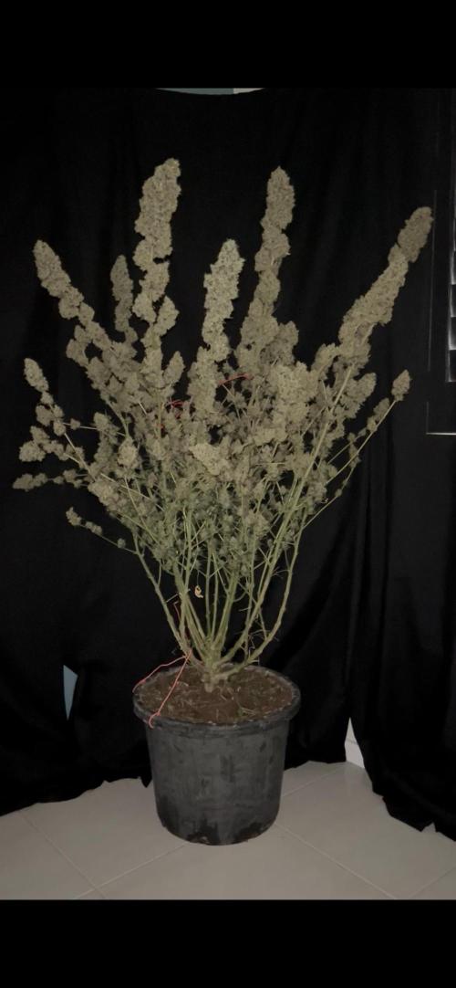 Future is here. Week 15