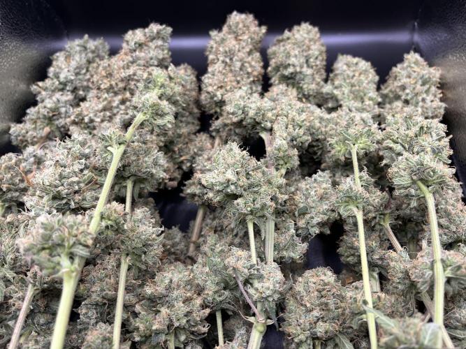 Future is here. Week 15