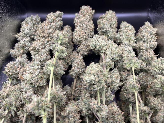 Future is here. Week 15