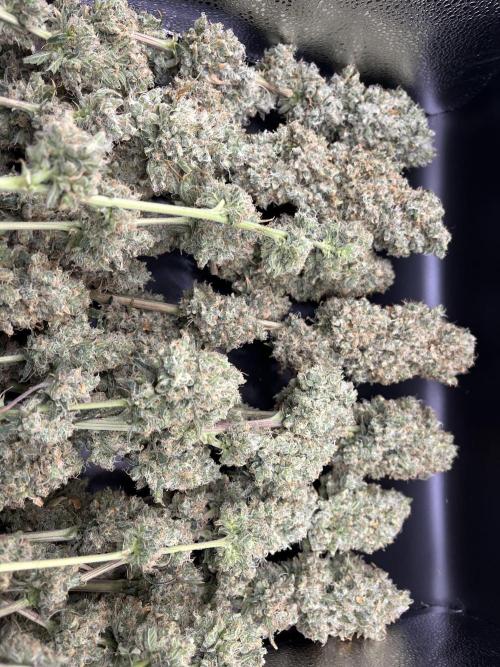 Future is here. Week 15