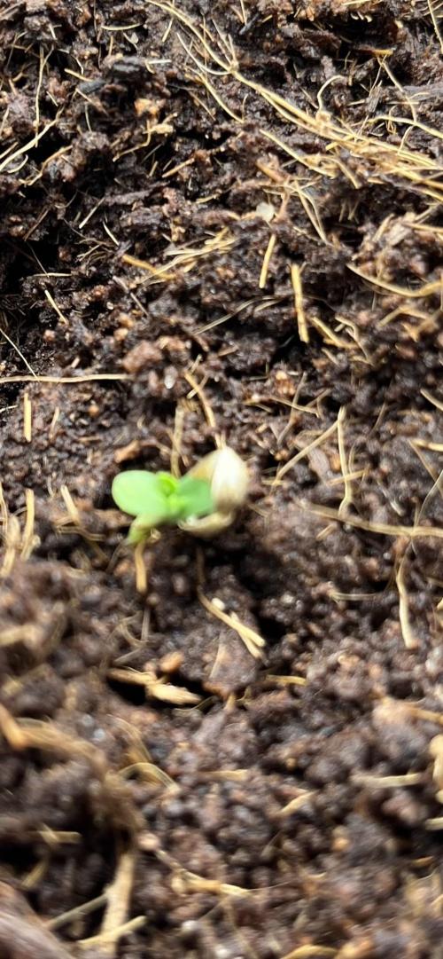 Permanent Bluez IZI Seeds Grow contest. Week 0