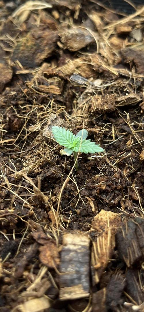 Permanent Bluez IZI Seeds Grow contest. Week 0