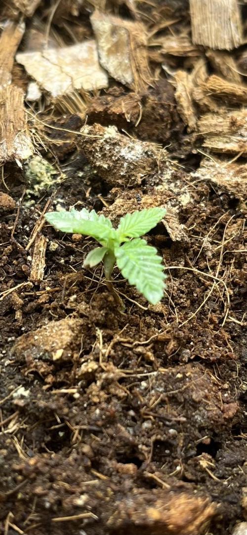 Permanent Bluez IZI Seeds Grow contest. Week 1