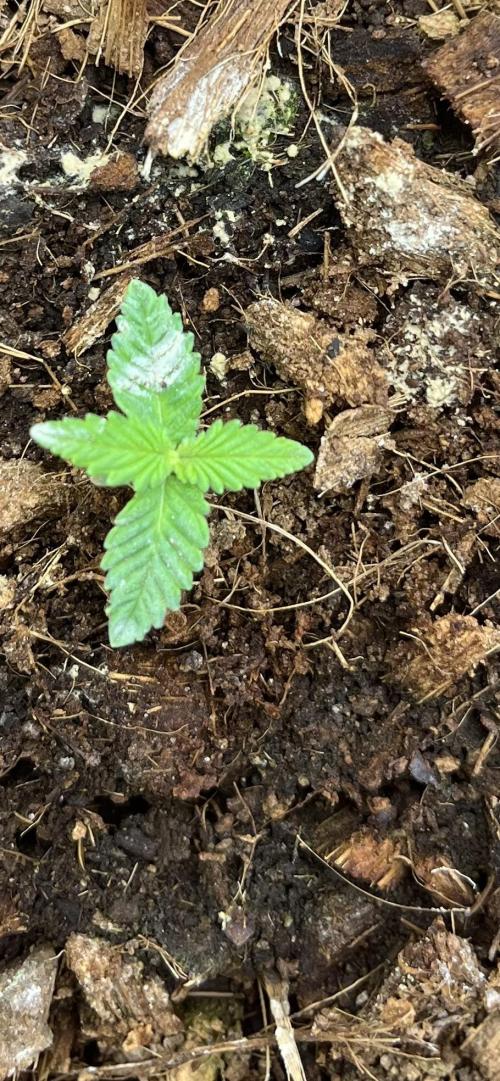 Permanent Bluez IZI Seeds Grow contest. Week 1