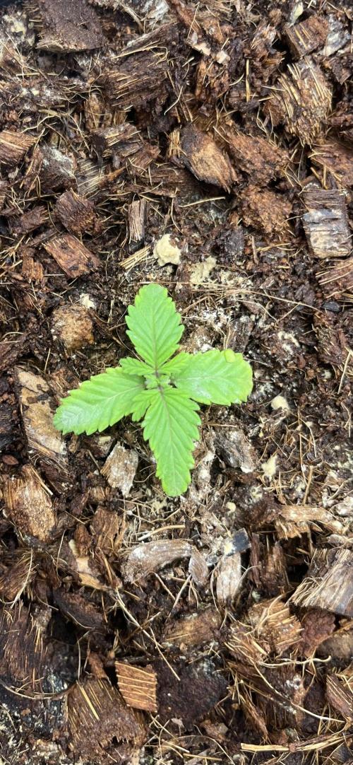 Permanent Bluez IZI Seeds Grow contest. Week 1