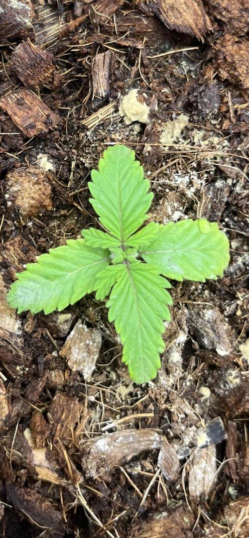 Permanent Bluez IZI Seeds Grow contest. Week 1