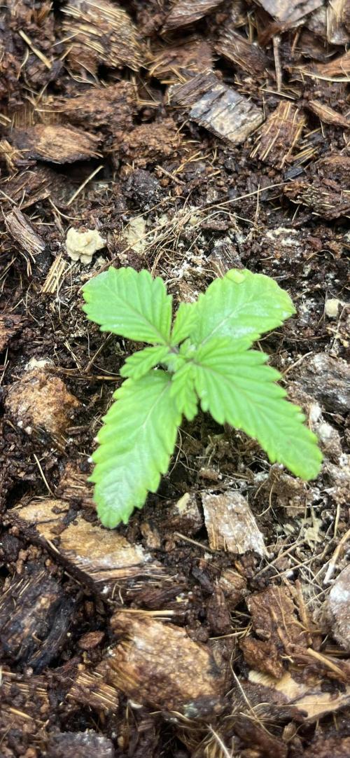 Permanent Bluez IZI Seeds Grow contest. Week 1