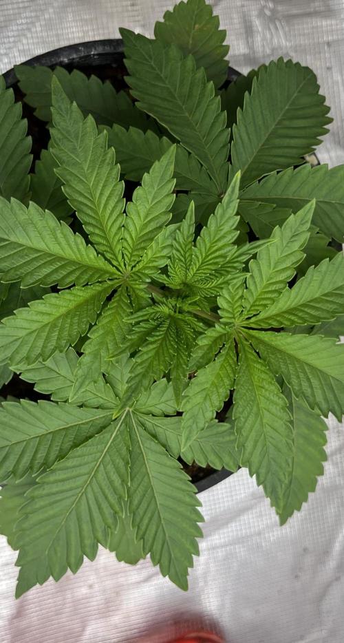 Permanent Bluez IZI Seeds Grow contest. Week 2