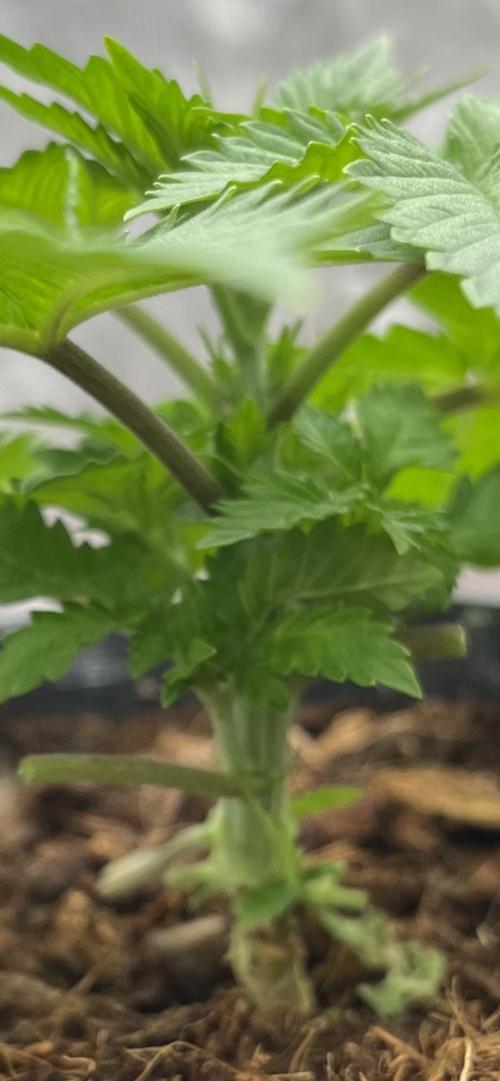 Permanent Bluez IZI Seeds Grow contest. Week 2