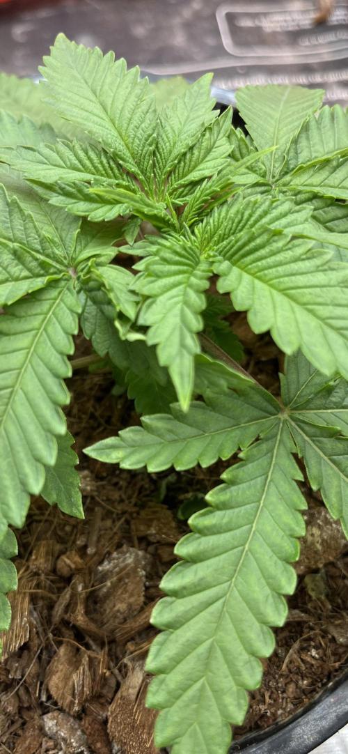 Permanent Bluez IZI Seeds Grow contest. Week 2