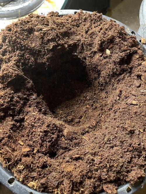 Permanent Bluez IZI Seeds Grow contest. Week 3