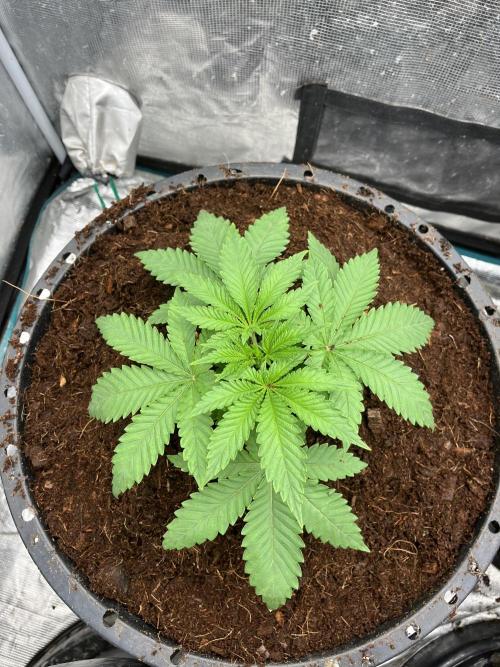 Permanent Bluez IZI Seeds Grow contest. Week 3