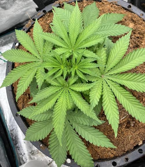 Permanent Bluez IZI Seeds Grow contest. Week 3