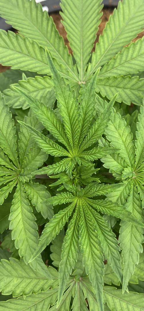 Permanent Bluez IZI Seeds Grow contest. Week 3