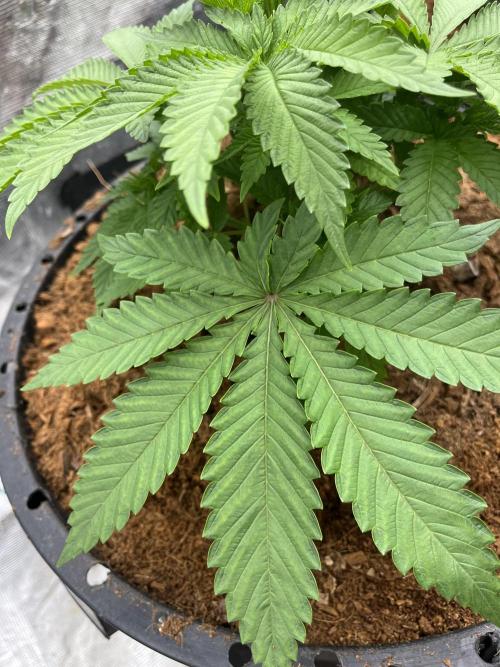 Permanent Bluez IZI Seeds Grow contest. Week 3