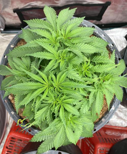 Permanent Bluez IZI Seeds Grow contest. Week 4