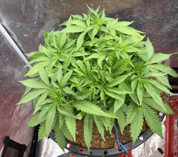 Permanent Bluez IZI Seeds Grow contest. Week 4