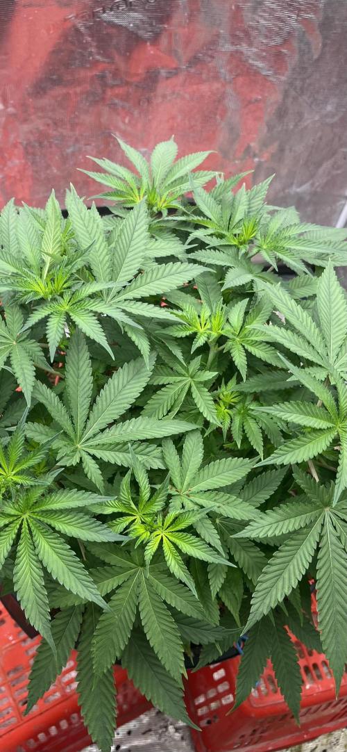 Permanent Bluez IZI Seeds Grow contest. Week 5