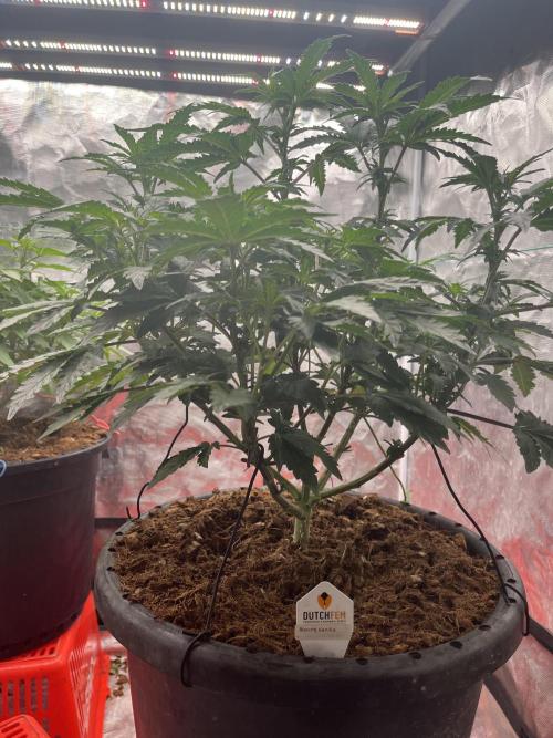 Biscotti Vanilla. Week 1