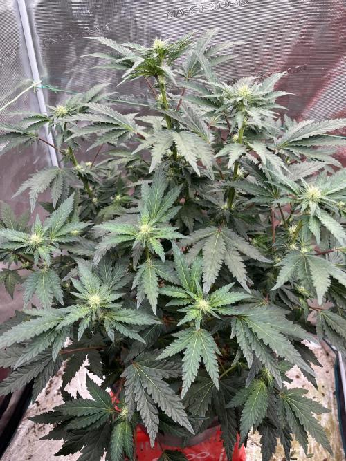 Biscotti Vanilla. Week 2