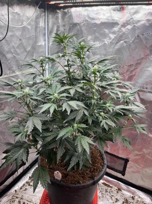 Biscotti Vanilla. Week 2