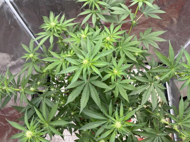 Permanent Bluez IZI Seeds Grow contest. Week 6