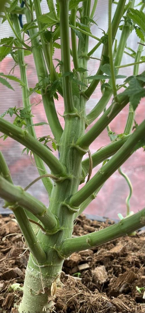 Permanent Bluez IZI Seeds Grow contest. Week 6