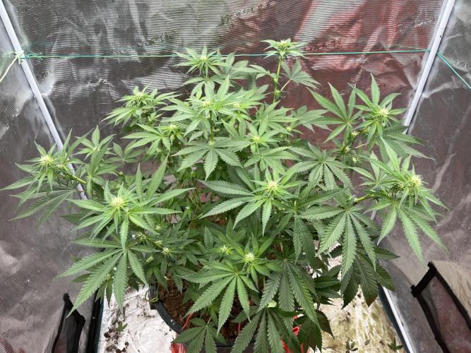 Permanent Bluez IZI Seeds Grow contest. Week 6