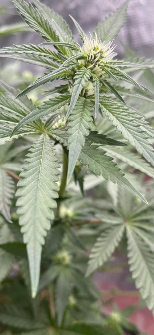 Permanent Bluez IZI Seeds Grow contest. Week 6