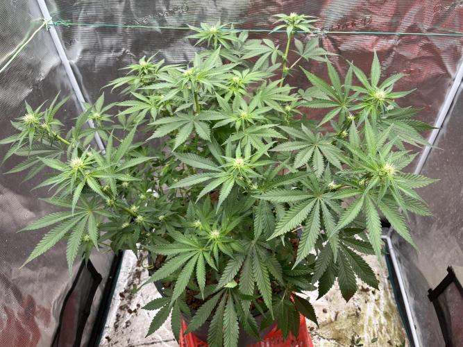 Permanent Bluez IZI Seeds Grow contest. Week 6