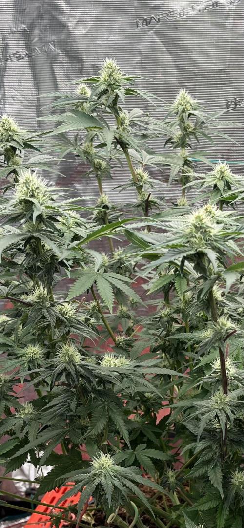 Biscotti Vanilla. Week 3