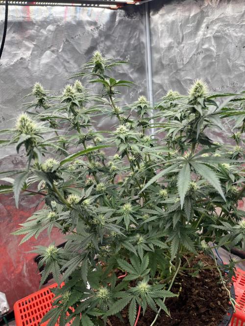 Biscotti Vanilla. Week 3