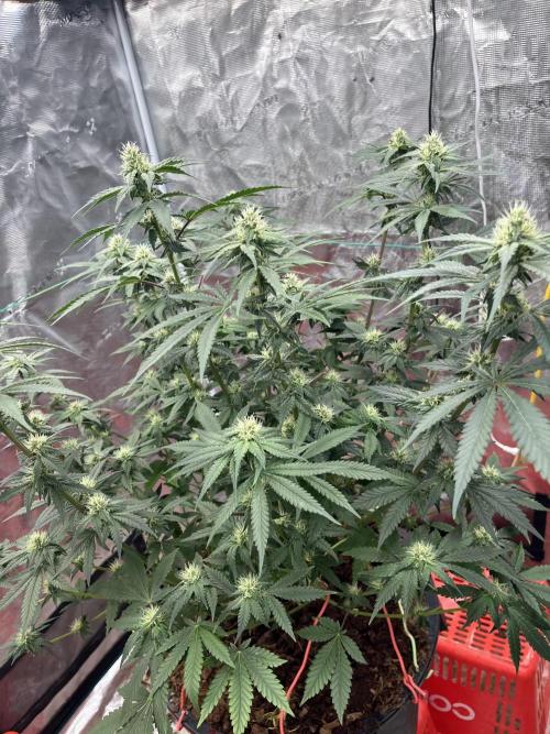 Permanent Bluez IZI Seeds Grow contest. Week 7