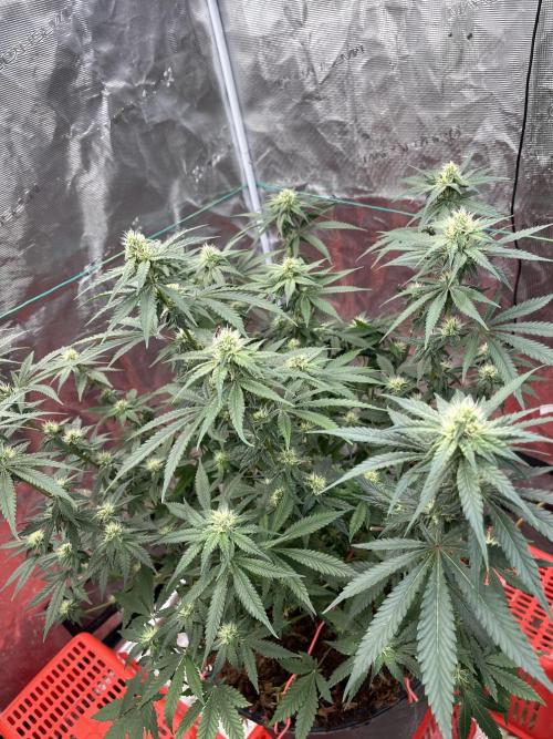 Permanent Bluez IZI Seeds Grow contest. Week 7