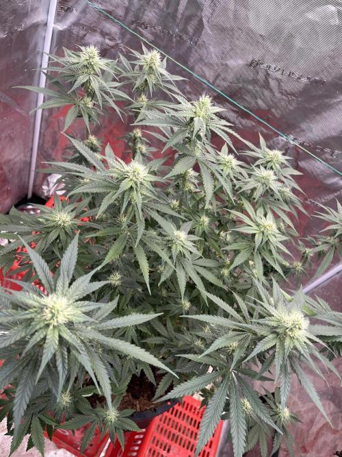 Permanent Bluez IZI Seeds Grow contest. Week 7