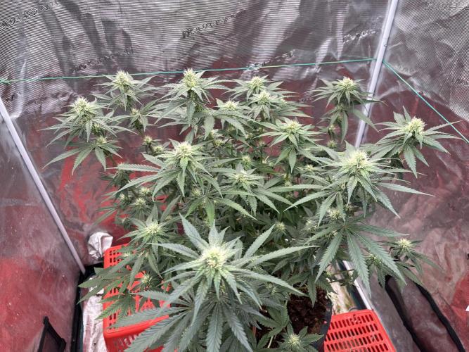 Permanent Bluez IZI Seeds Grow contest. Week 7