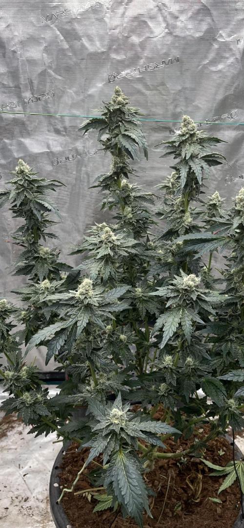 Biscotti Vanilla. Week 4