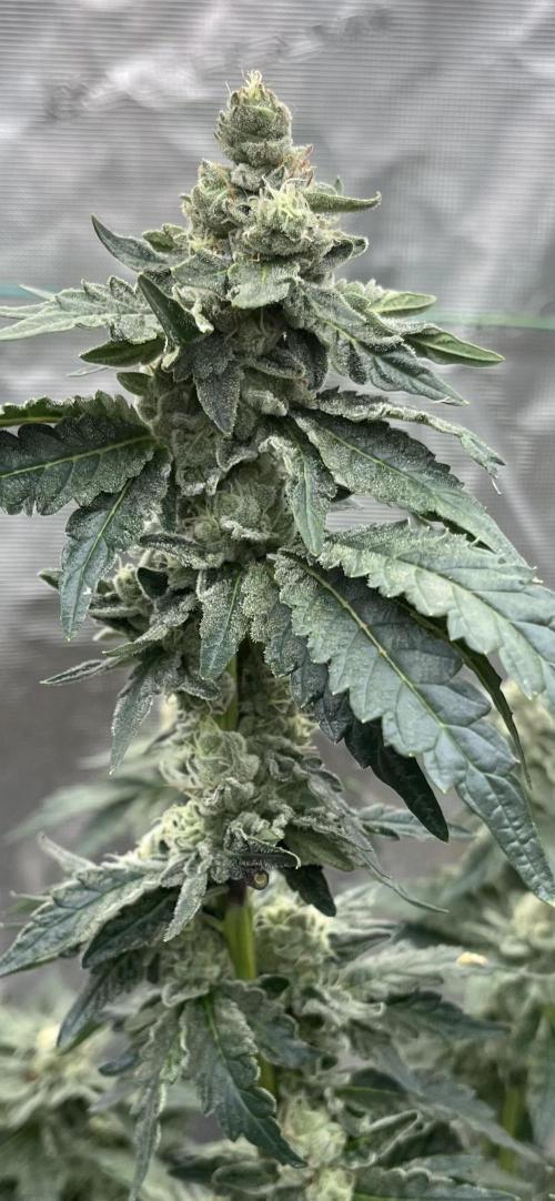 Biscotti Vanilla. Week 4
