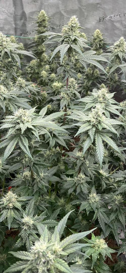 Biscotti Vanilla. Week 4