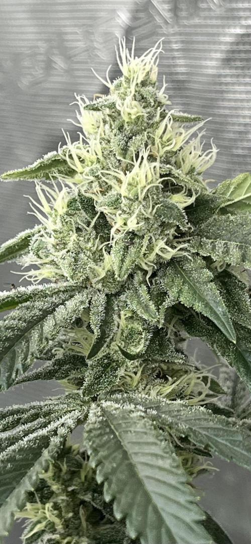 Permanent Bluez IZI Seeds Grow contest. Week 8